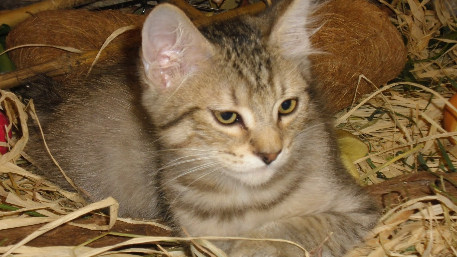 Маленький котенок пиксибоб