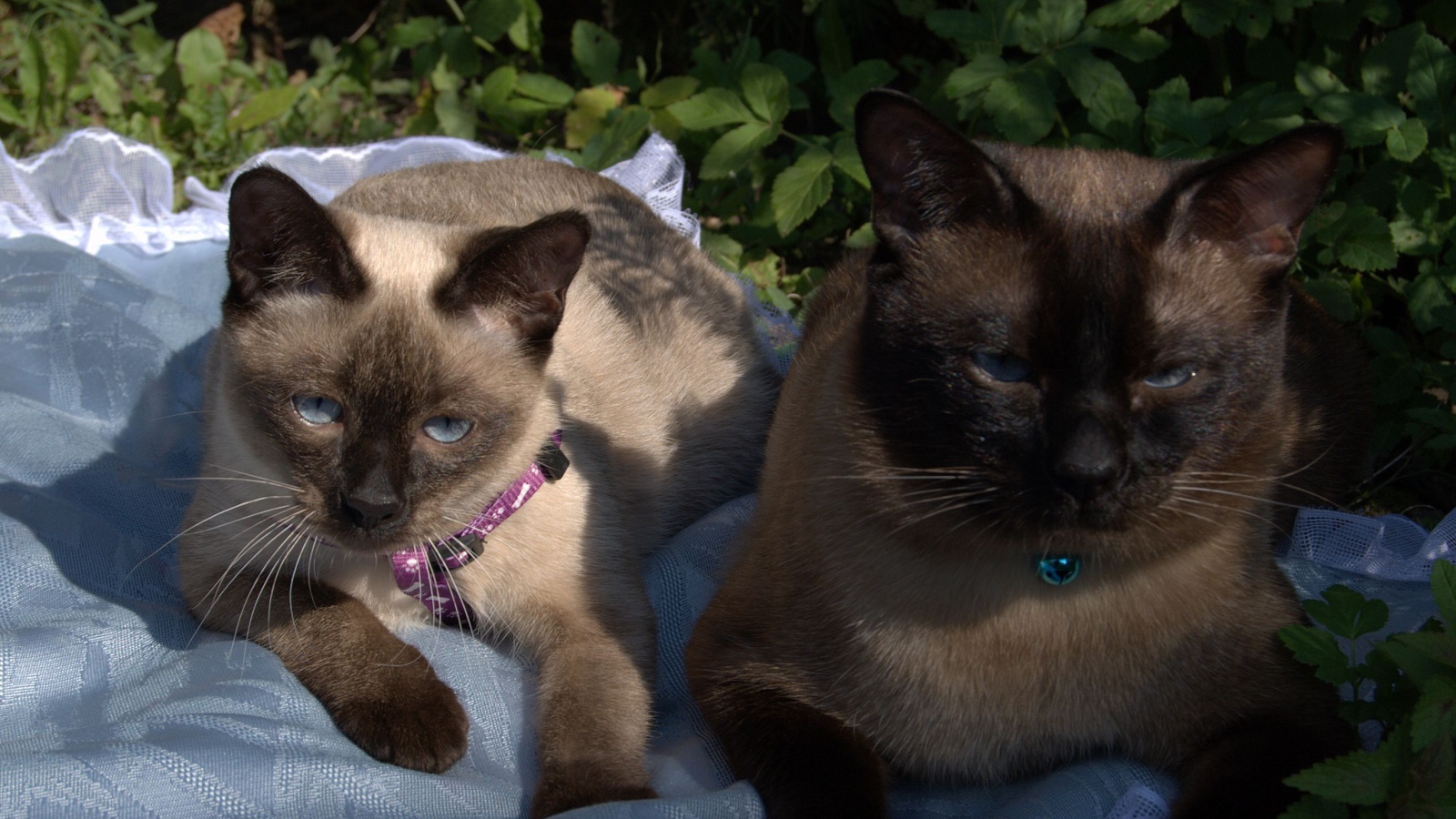 Коты породы меконгский бобтейл