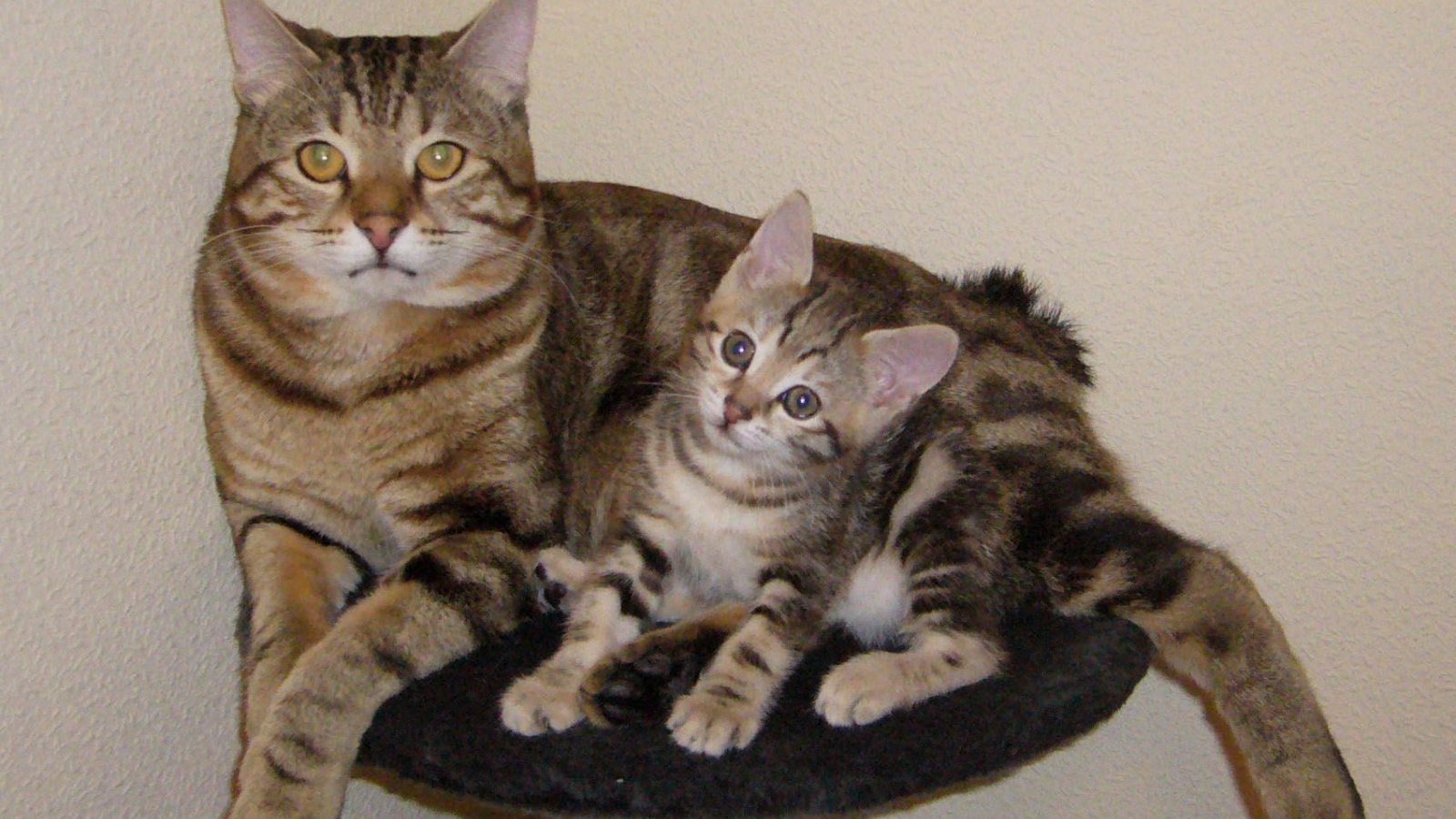 Мама курильский бобтейл с котенком