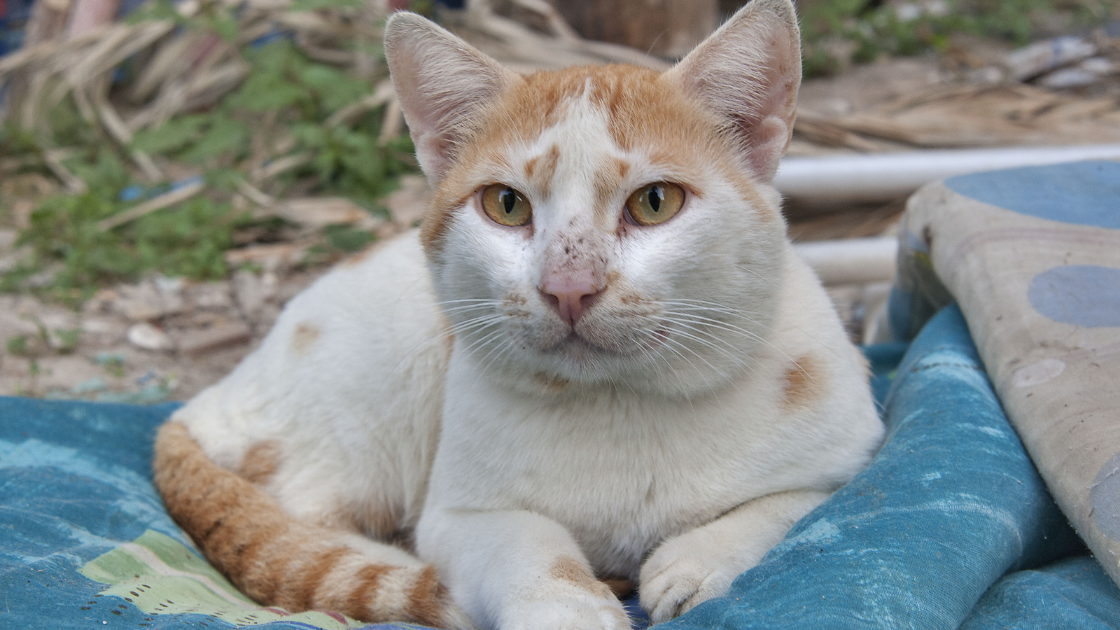 Мордочка кота аравийский мау