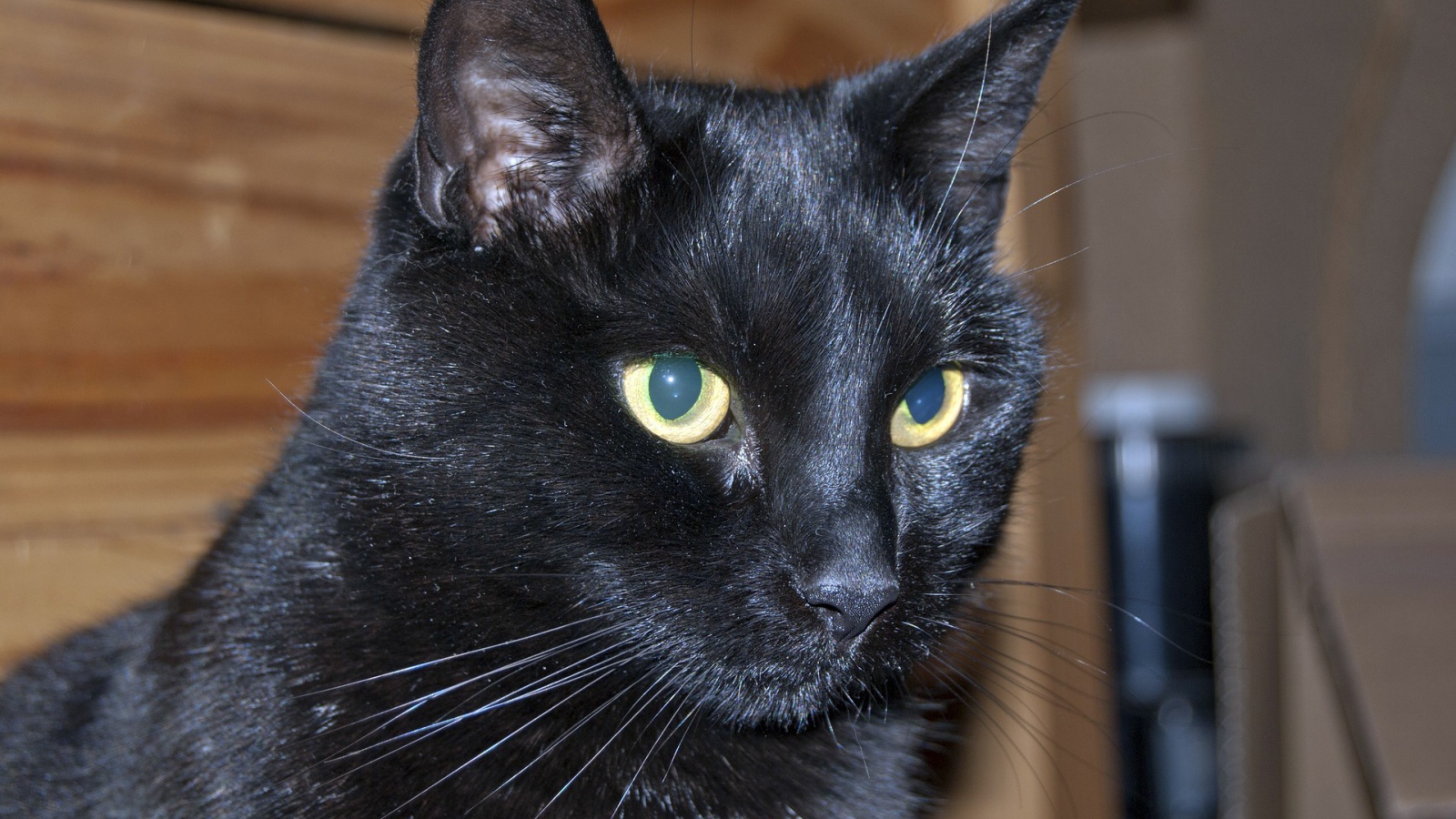 Мордочка бомбейской кошки