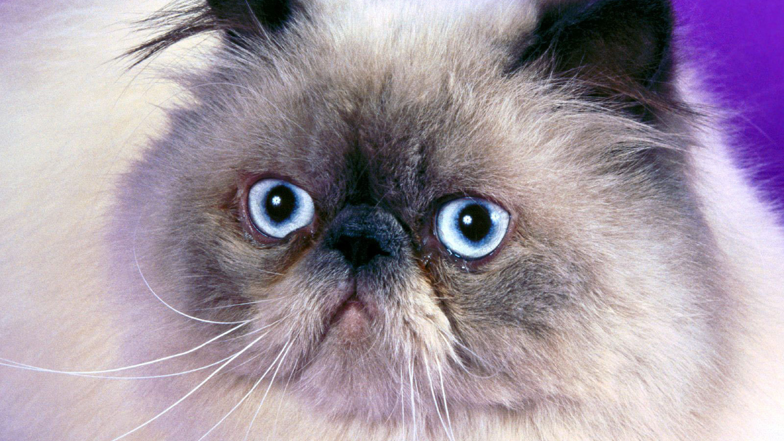 Мордочка гималайской кошки