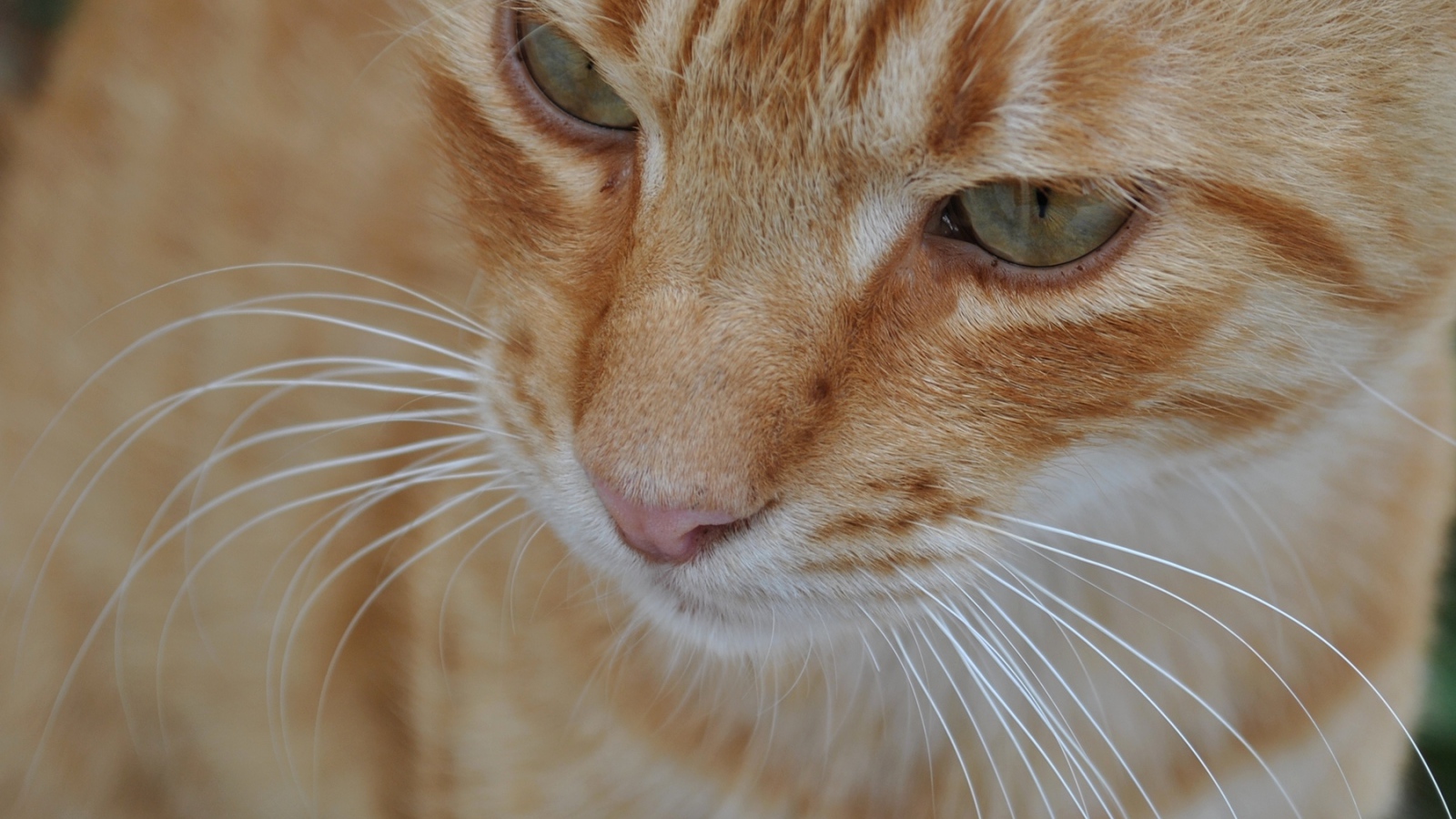 Мордочка курильского бобтейла