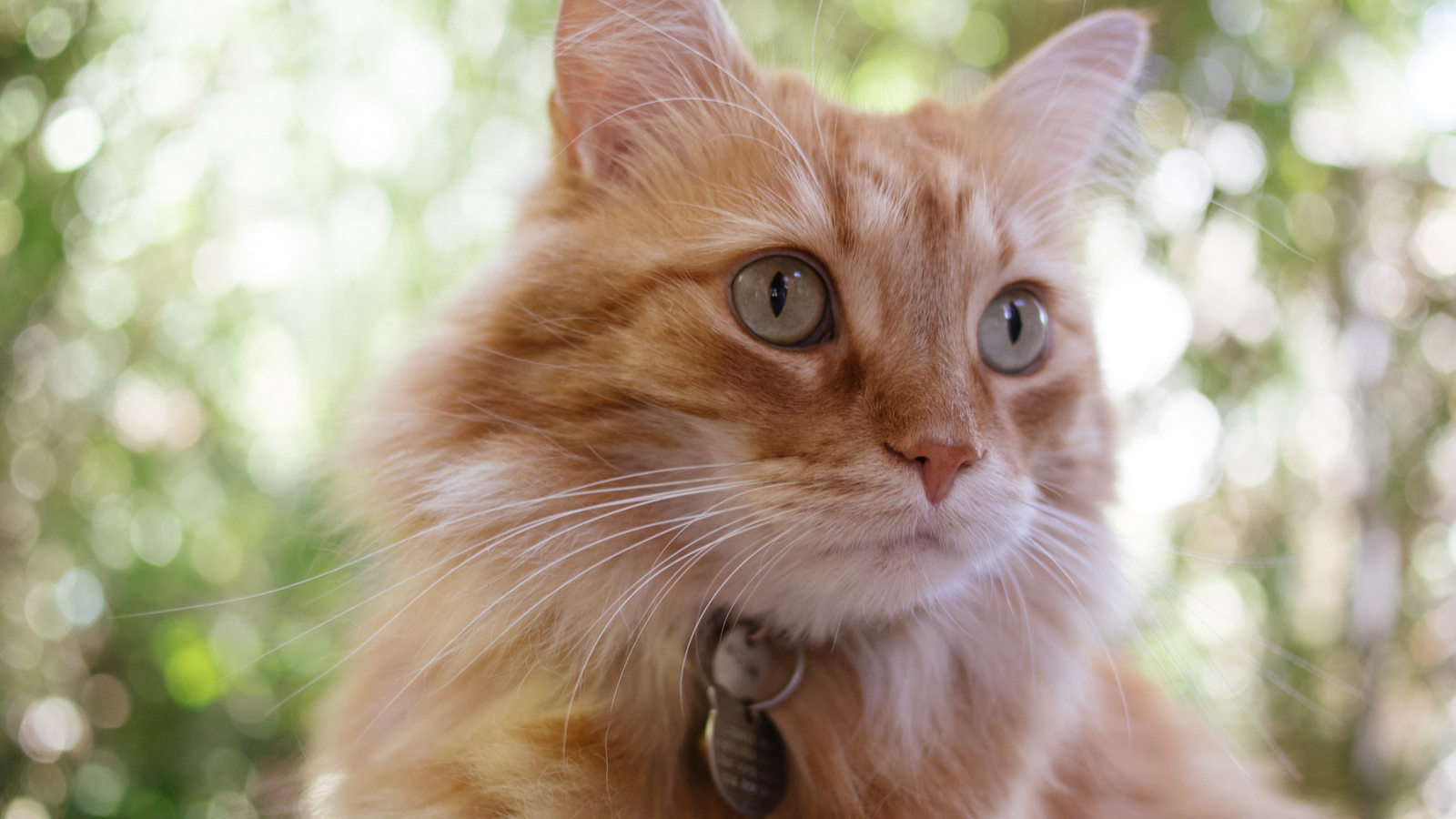 Мордочка кота кимрик