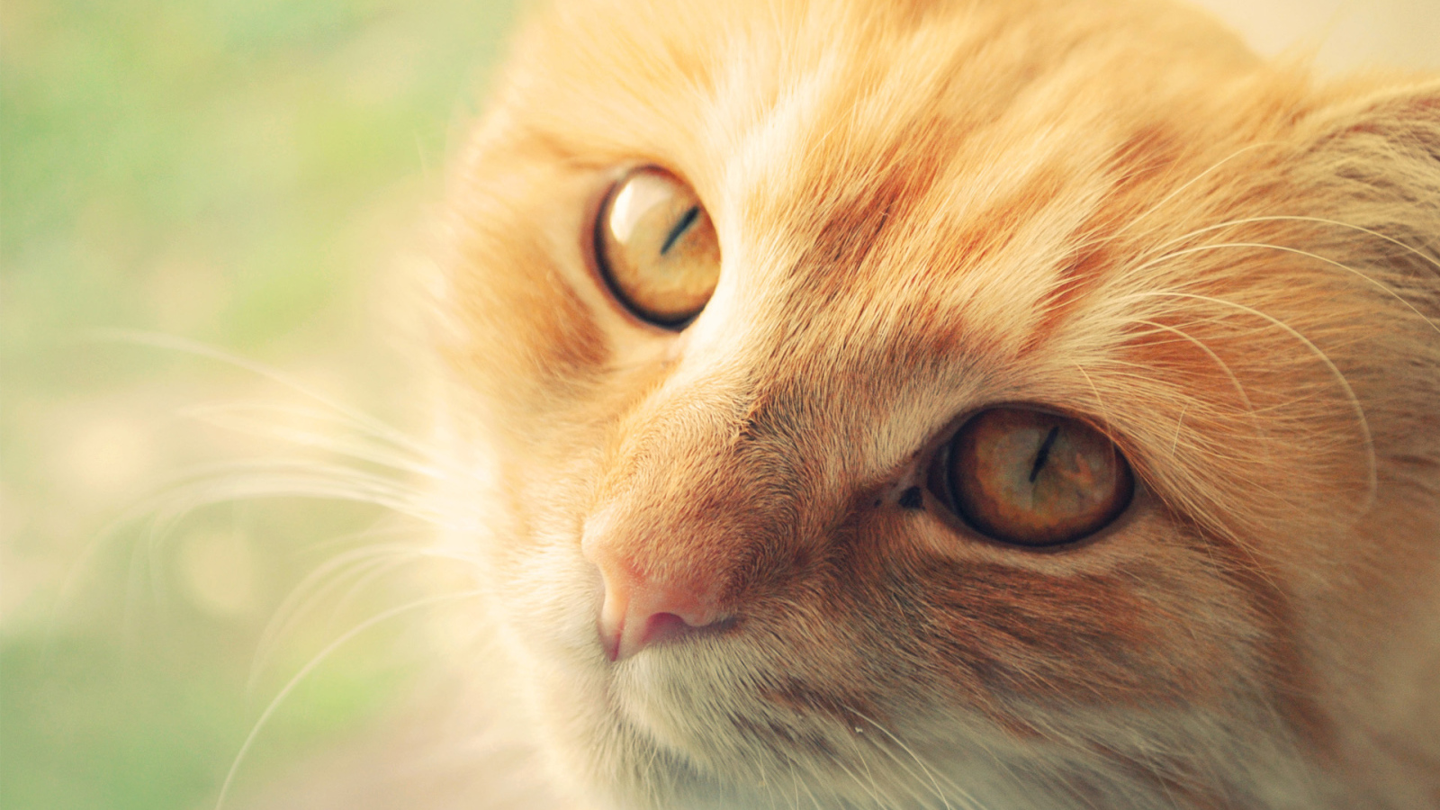 Морда рыжего кота