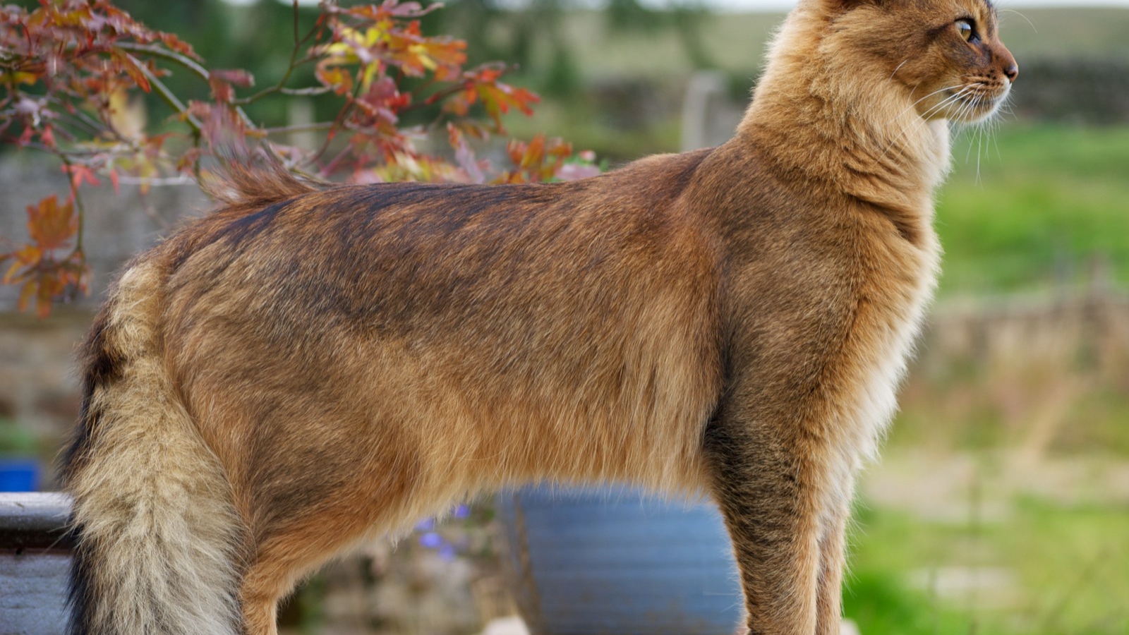 Благородная сомалийская кошка