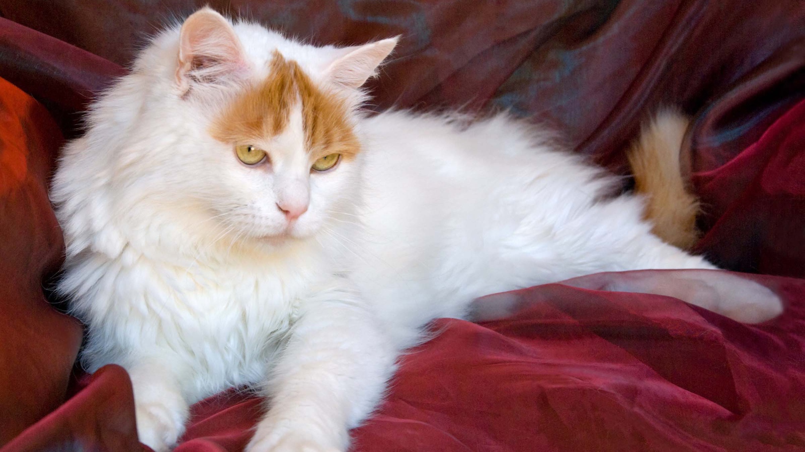 Благородный турецкий ван