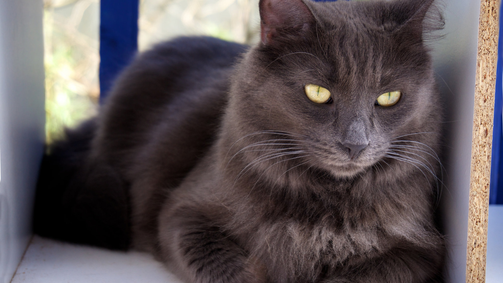 Благородный кот нибелунг