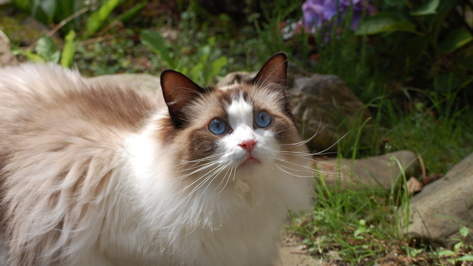 Голубоглазая кошка рэгдолл