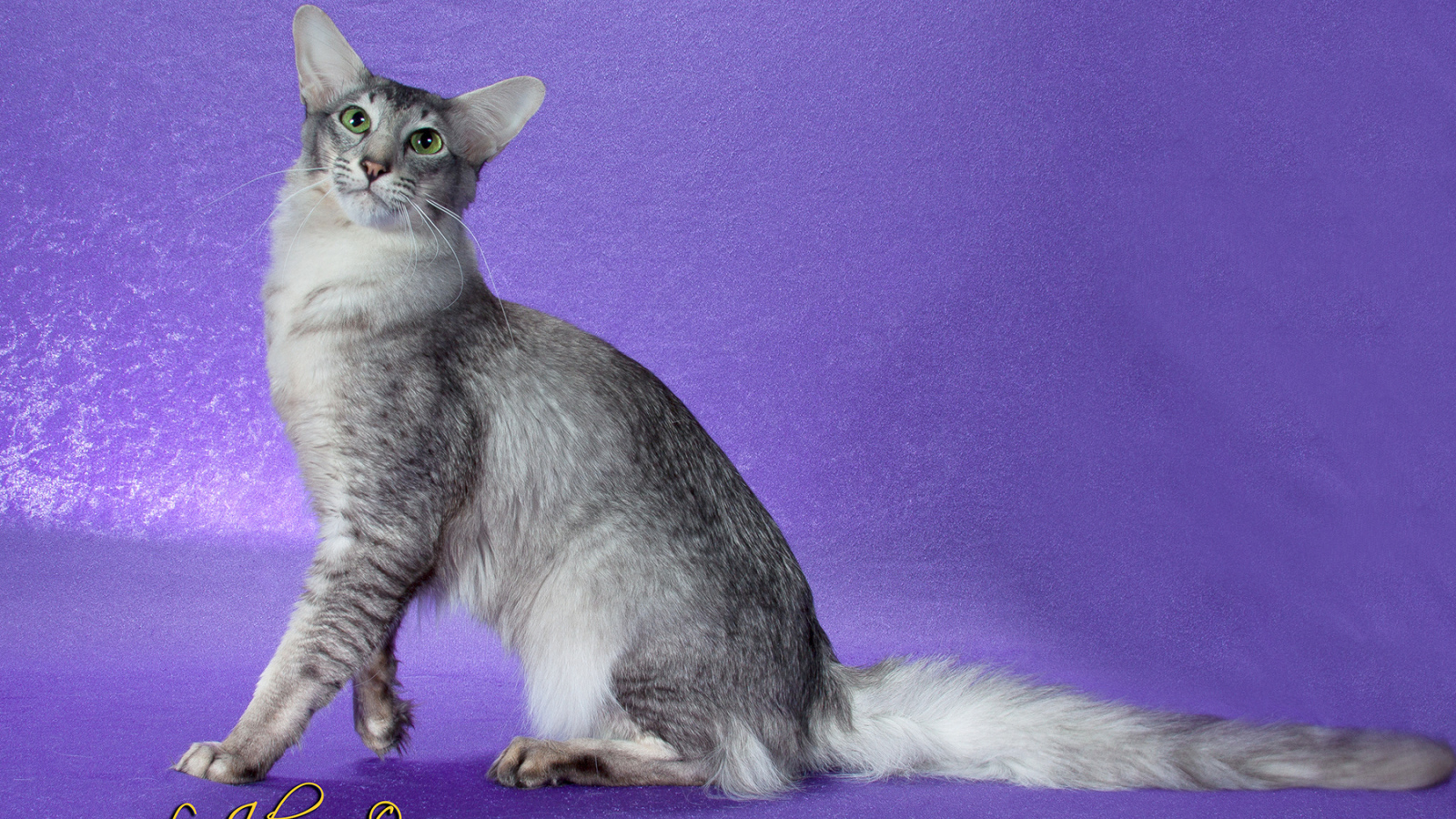 Ориентальная длинношерстная кошка позирует