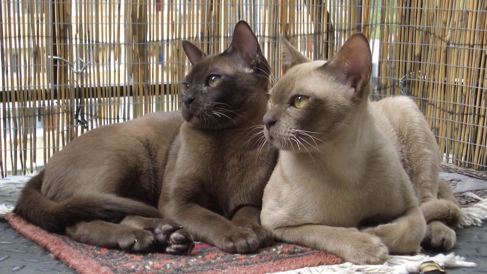 Пара бурманских кошек