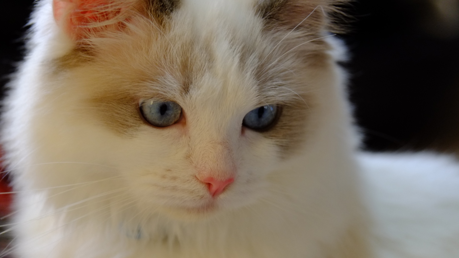 Розовый нос у кошки рэгдолл