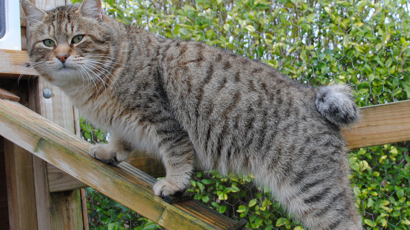 Пиксибоб на природе