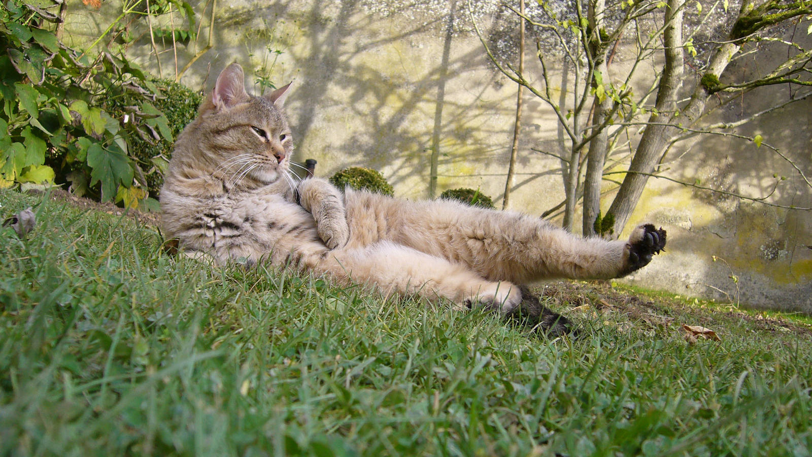 Пиксибоб гуляет на улице