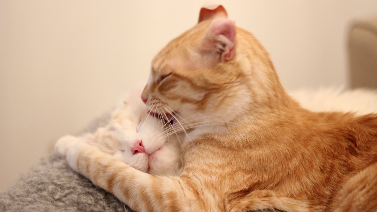 Игривые коты американский керл