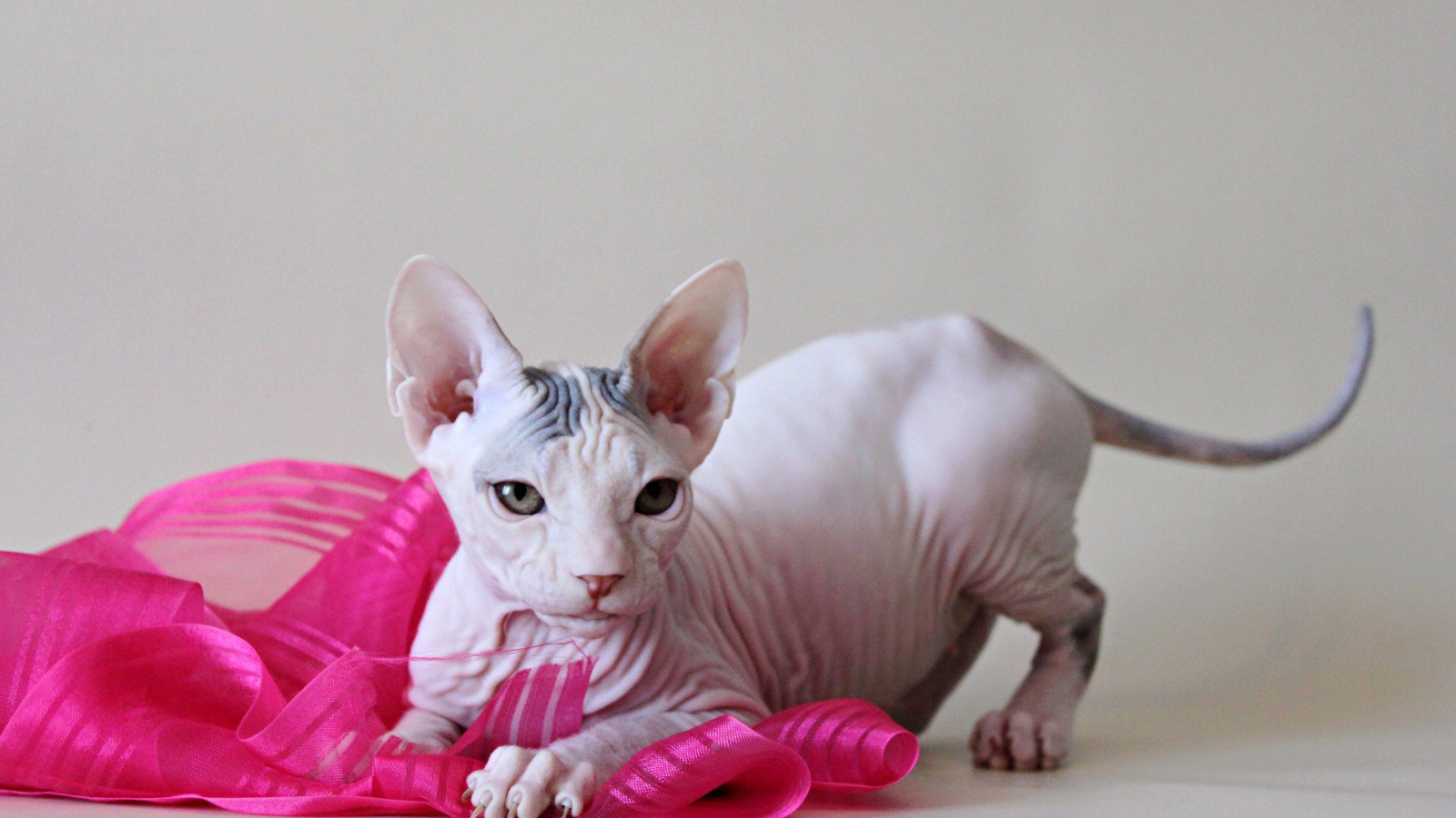 Игривый кот петерболд