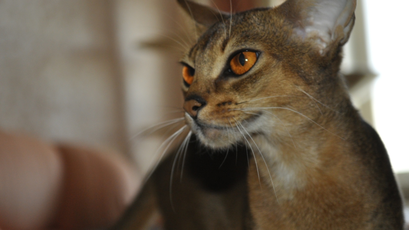 Гордая абиссинская кошка