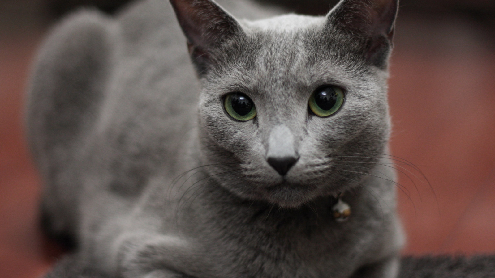 Гордая русская голубая кошка