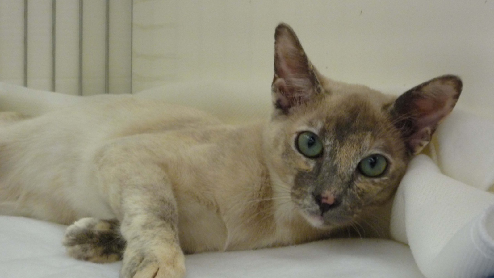 Гордая тонкинская кошка