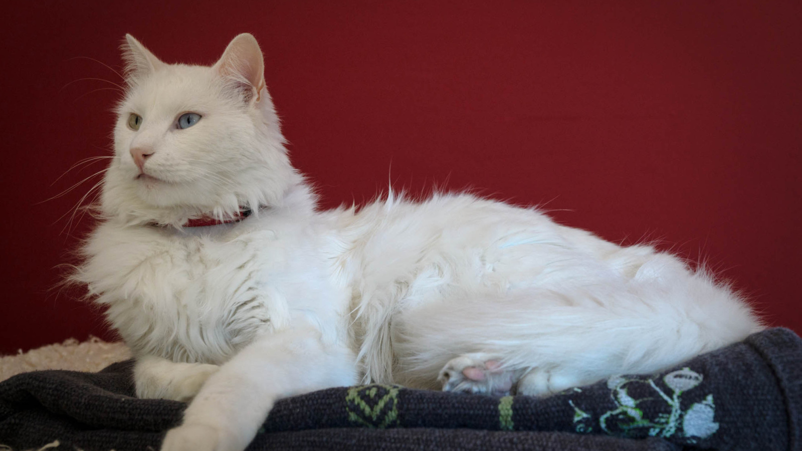 Гордый кот турецкая ангора