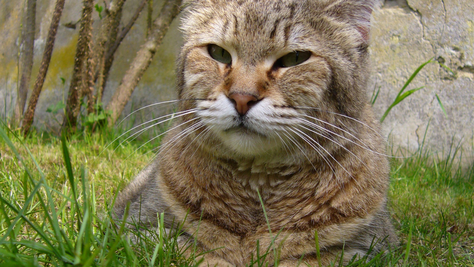 Гордый кот пиксибоб