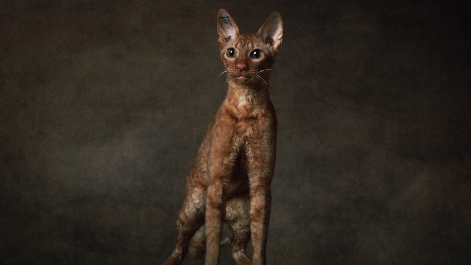 Породистый корниш рекс