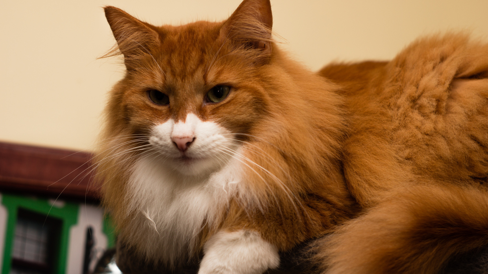 Рыжая норвежская лесная кошка