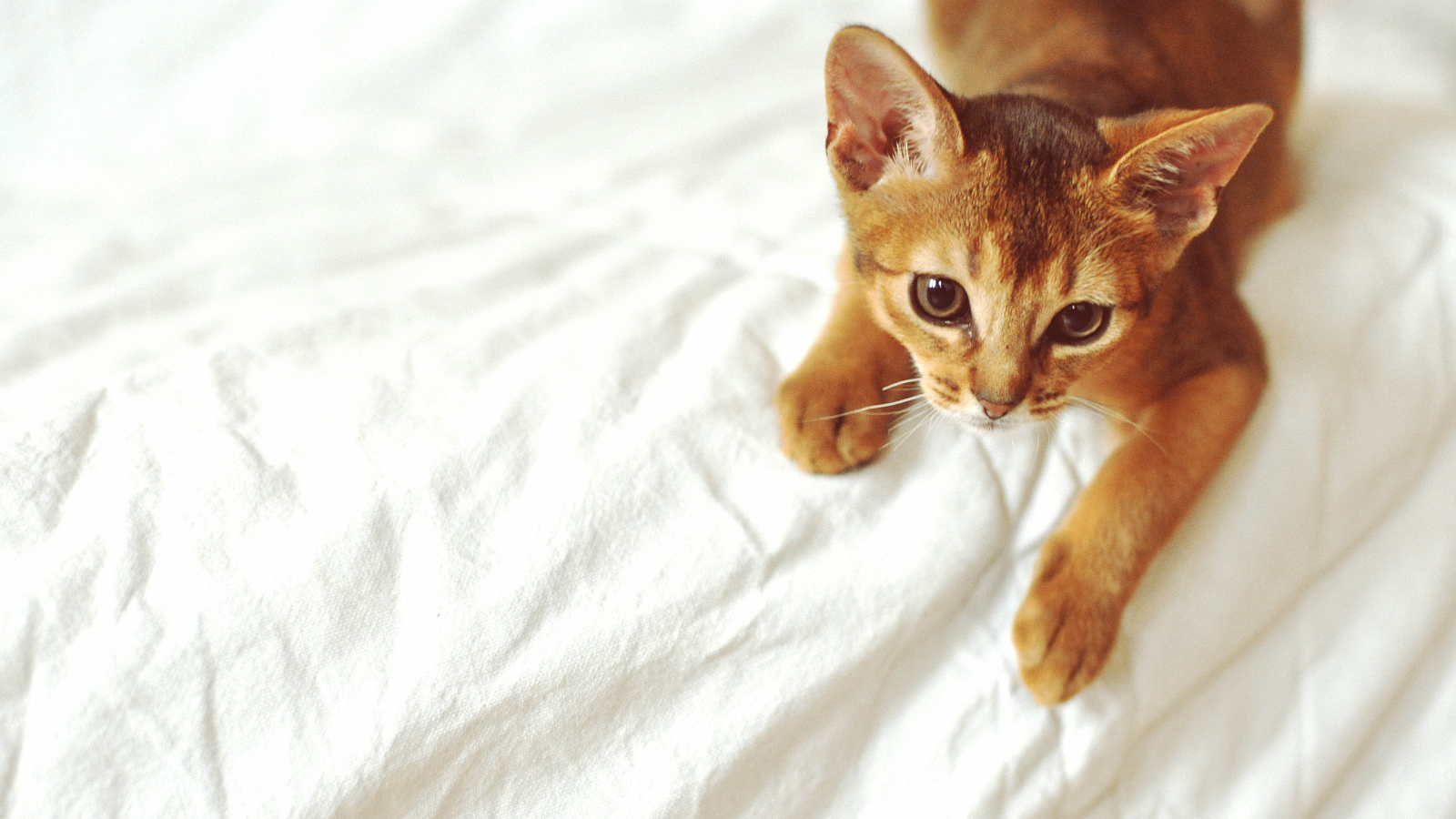 Рыжий абиссинский котенок