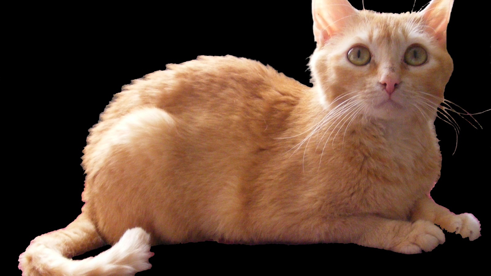 Рыжий немецкий рекс