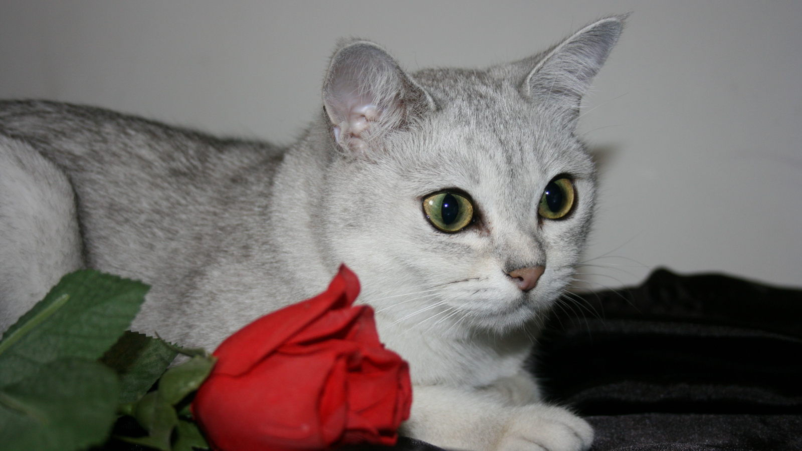 Роза и бурмилла