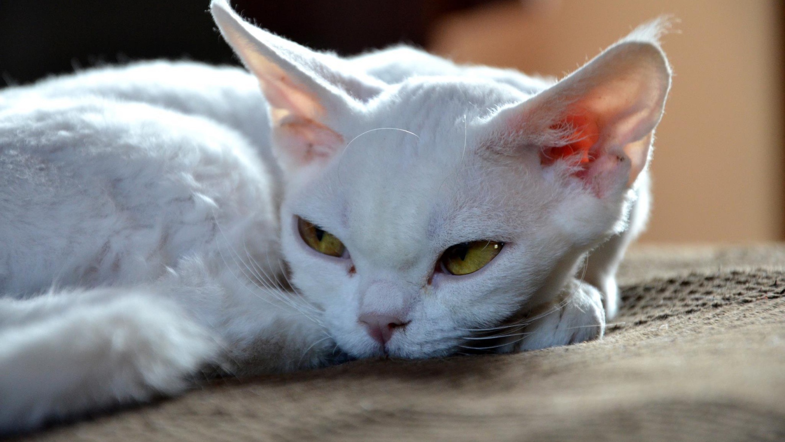 Грустный девон-рекс