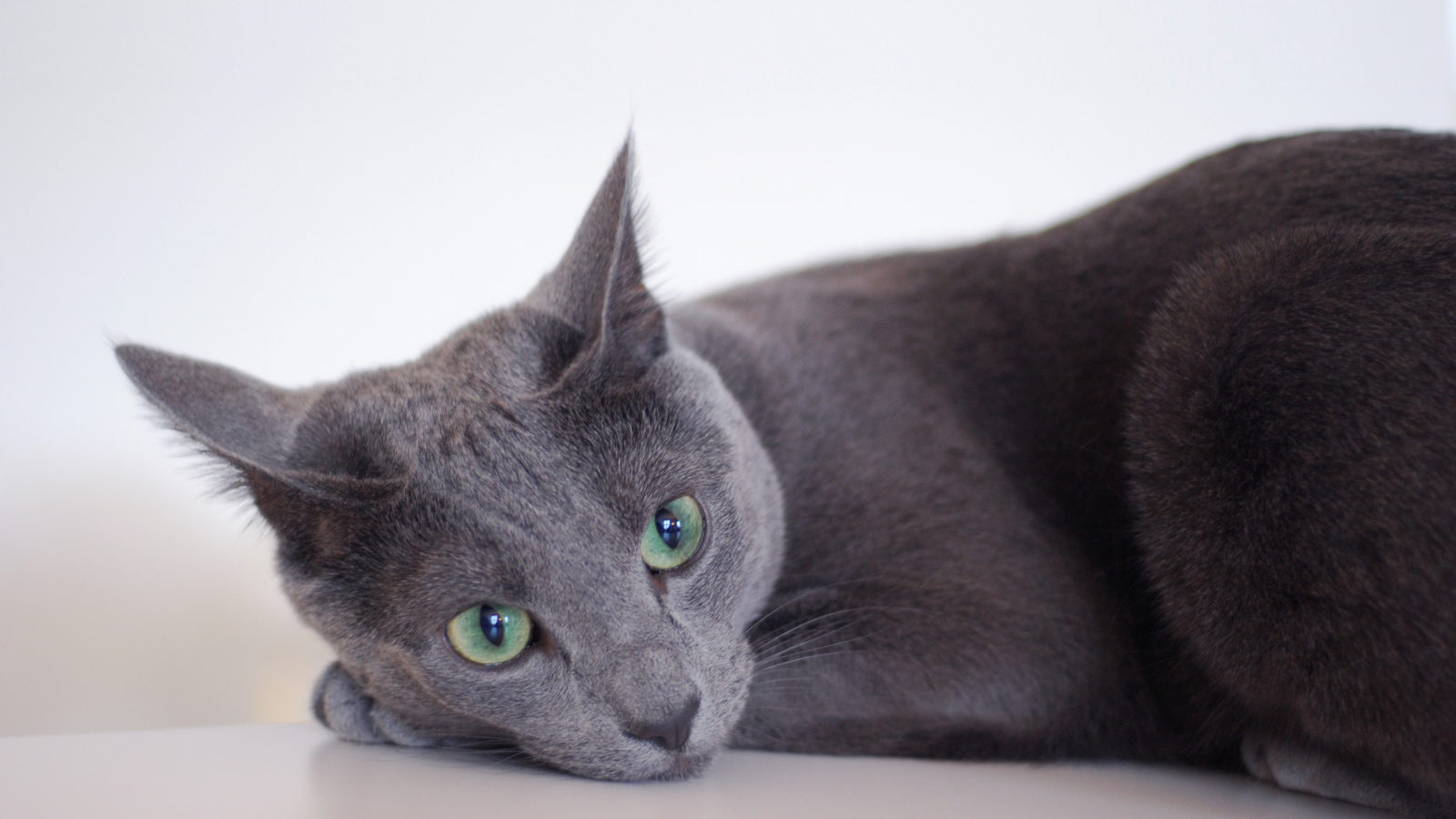 Грустная русская голубая кошка