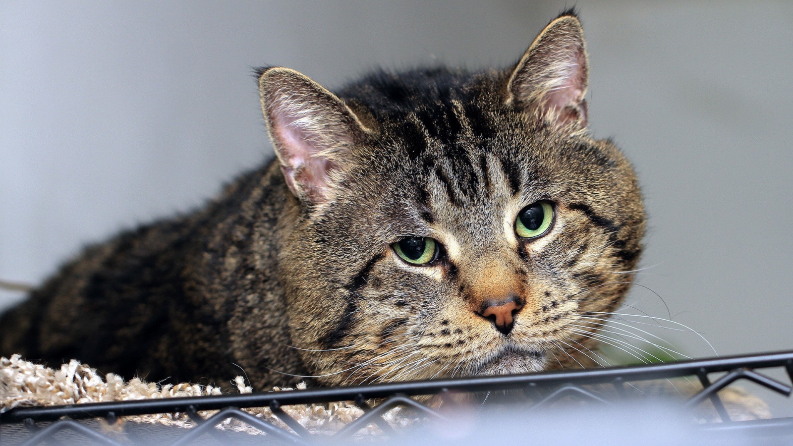 Грустный толстый кот