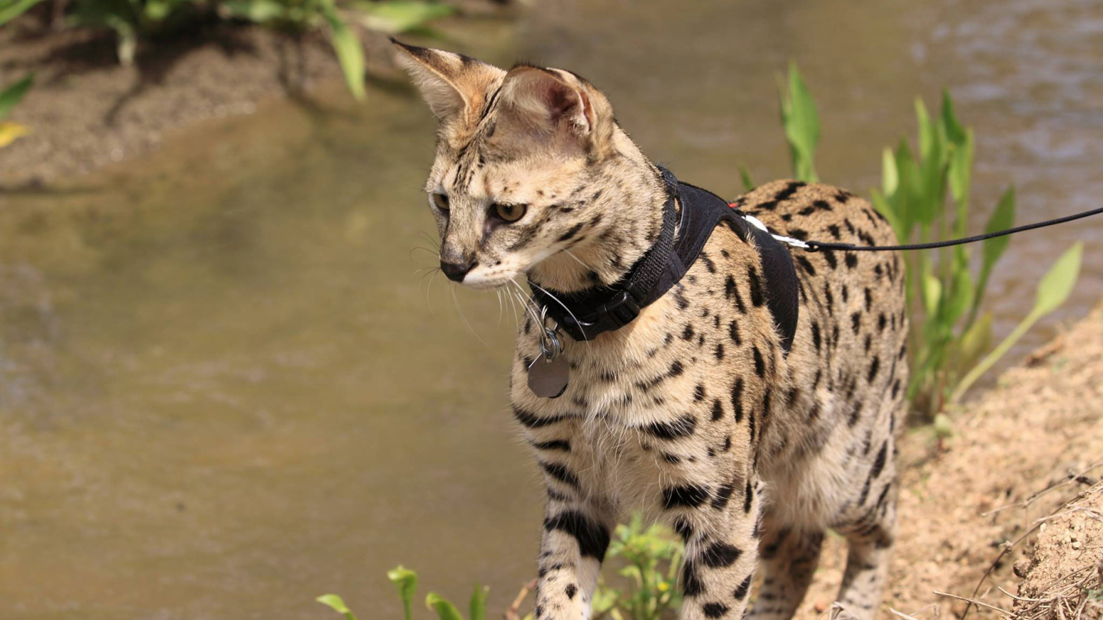 Саванна на поводке