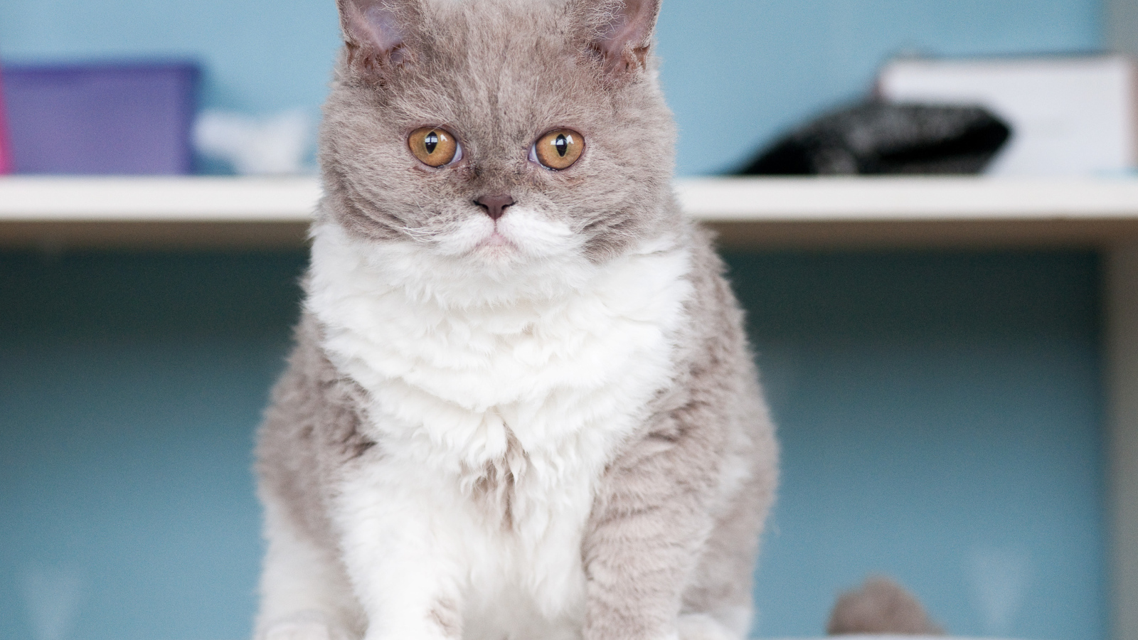 Кот селкирк рекс