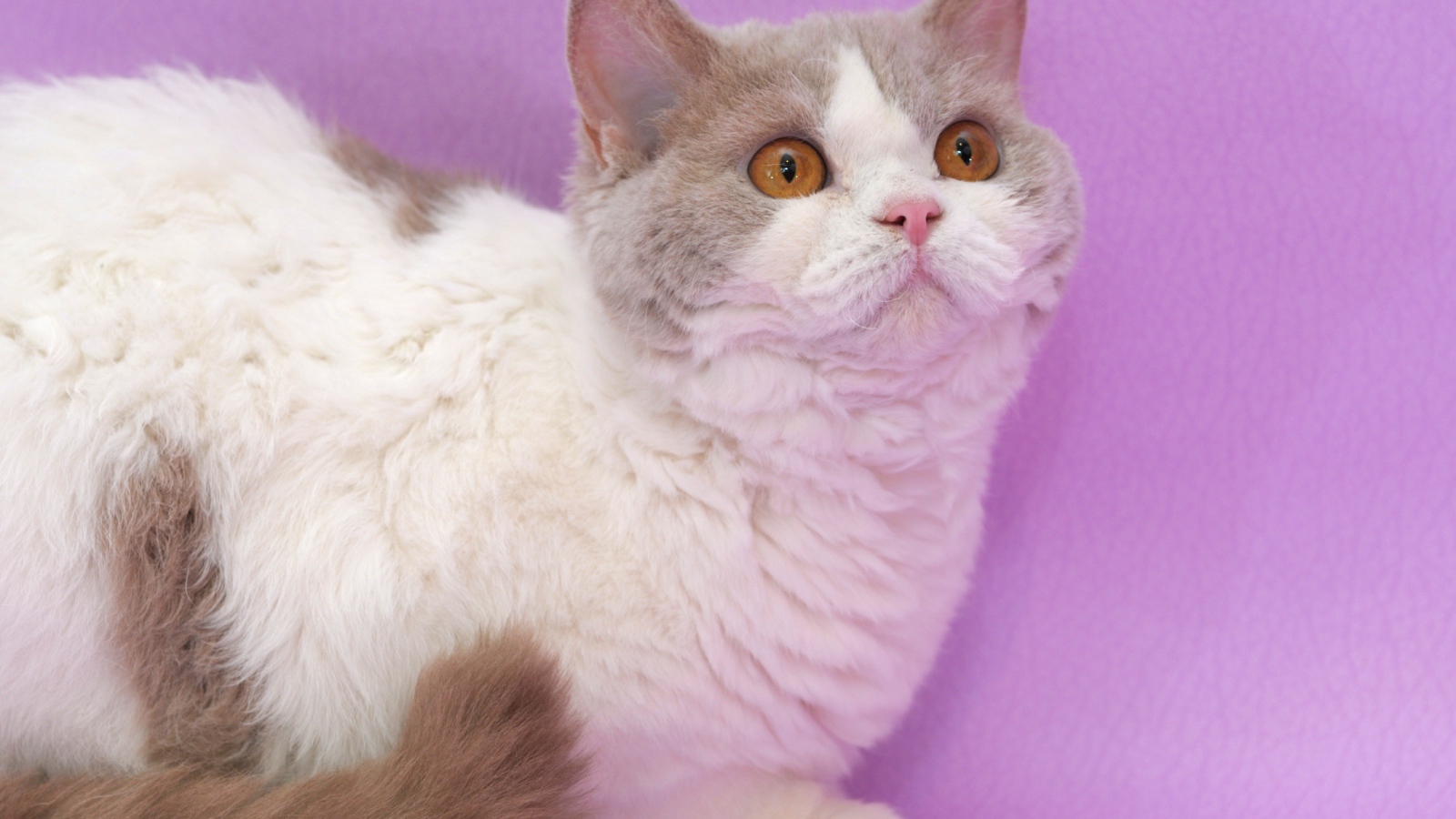 Селкирк рекс на сиреневом фоне