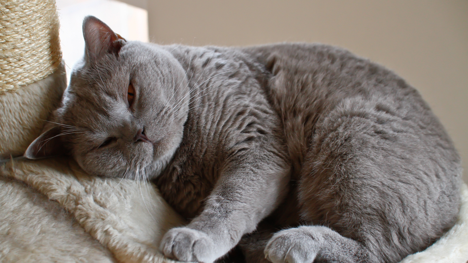 Спящая британская длинношерстная кошка