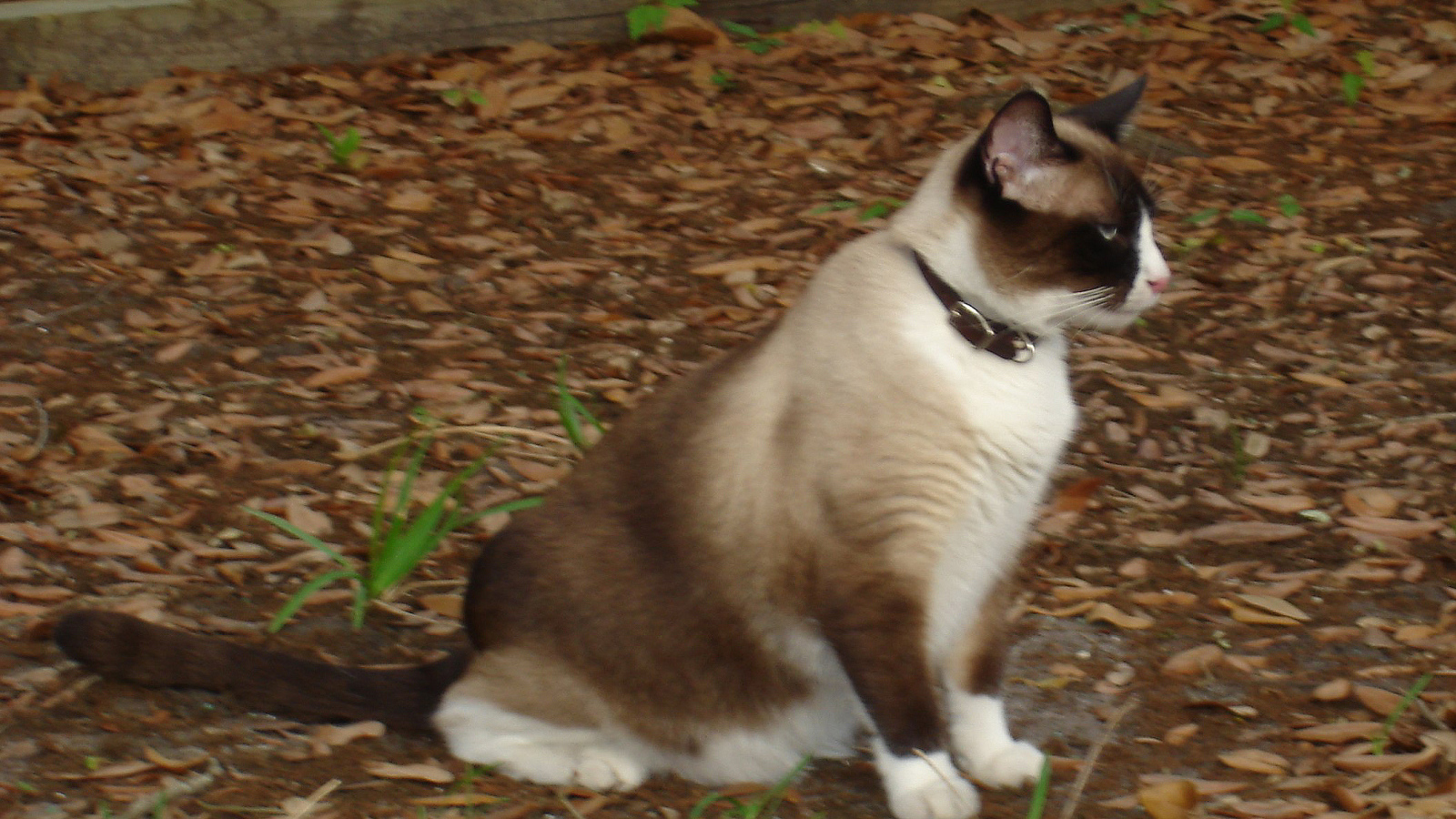 Кот сноу-шу в ошейнике