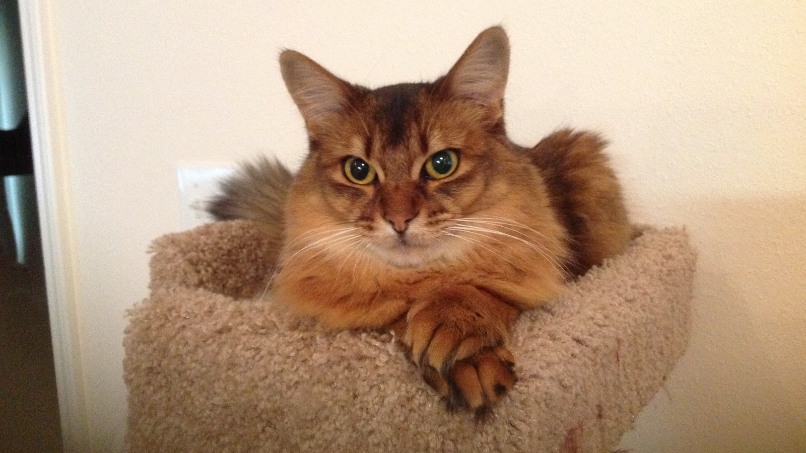 Сомалийская кошка в домике