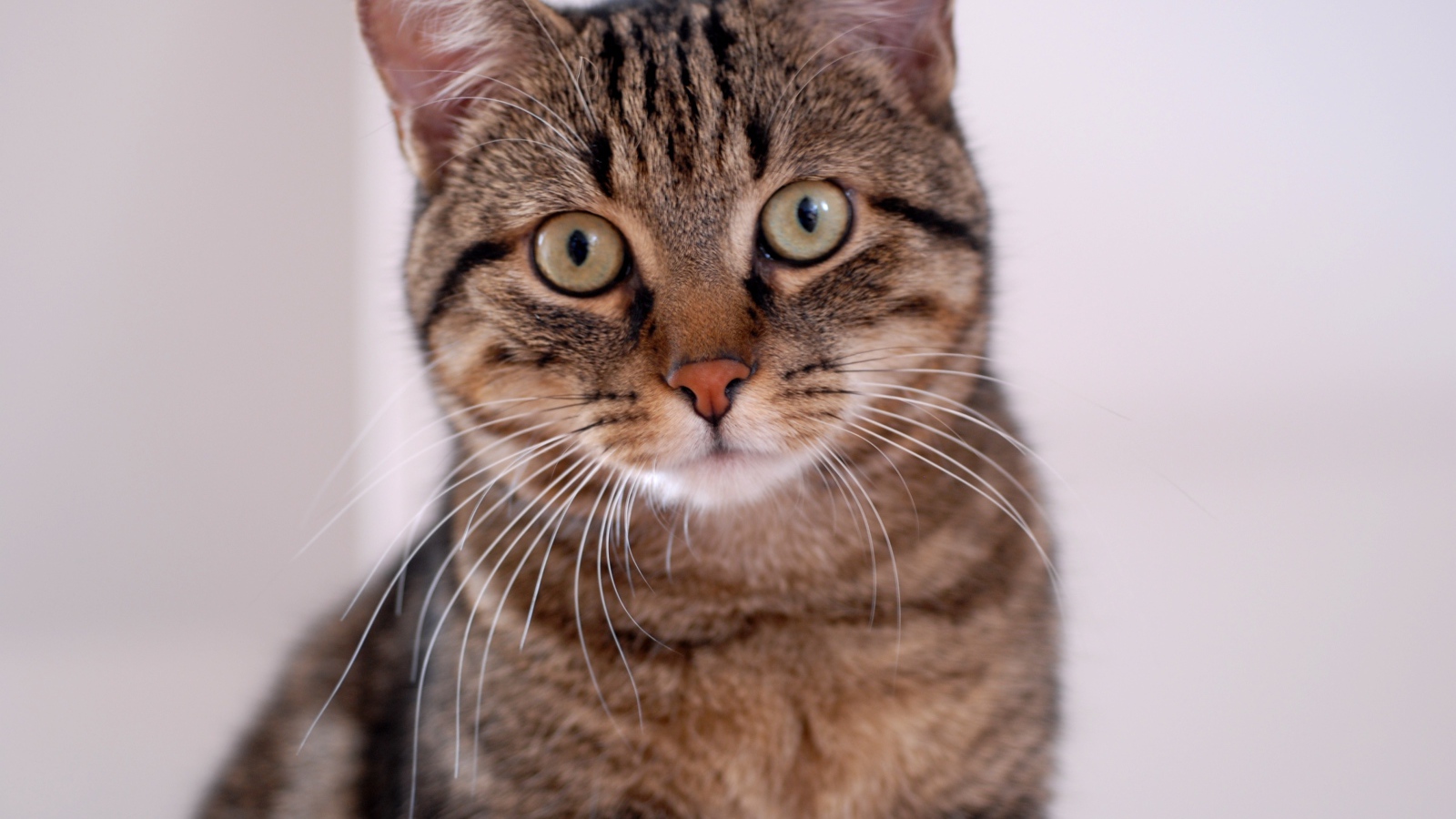 Удивленная европейская короткошерстная кошка