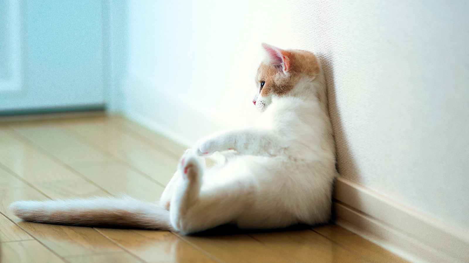 Кошка отдыхает у стены