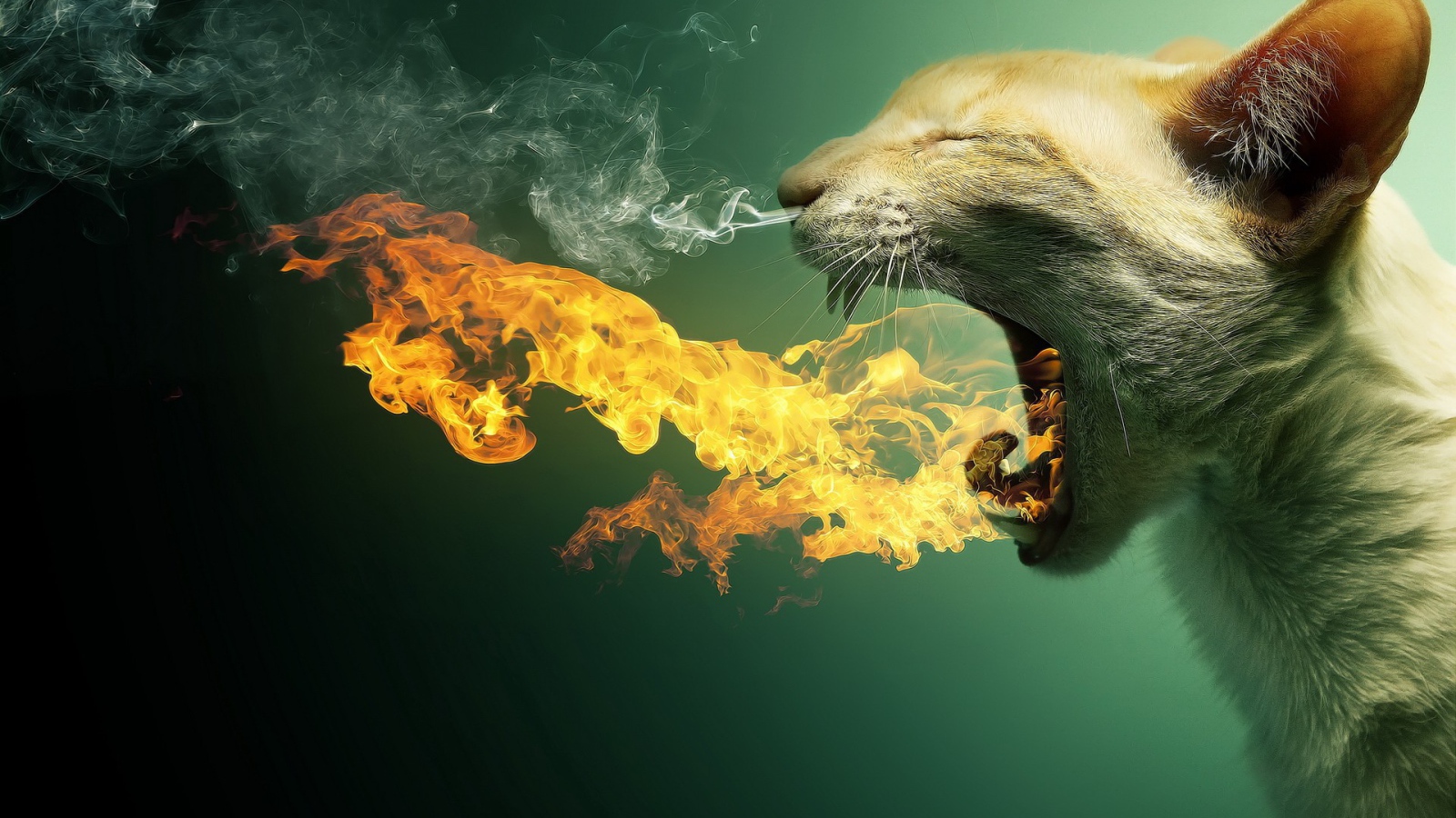 Кот изрыгающий огонь