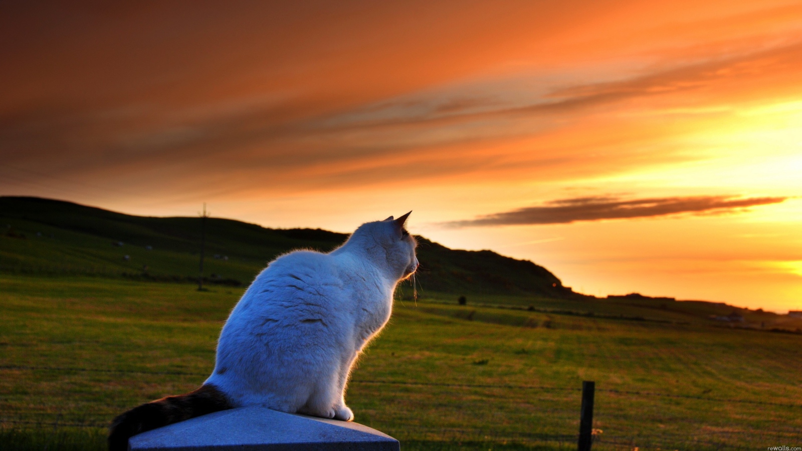 The cat sees the sun