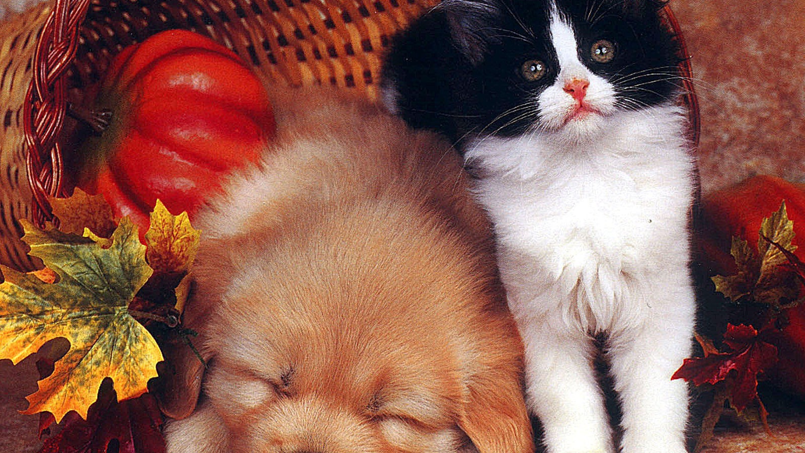 Собака спит а кот охраняет