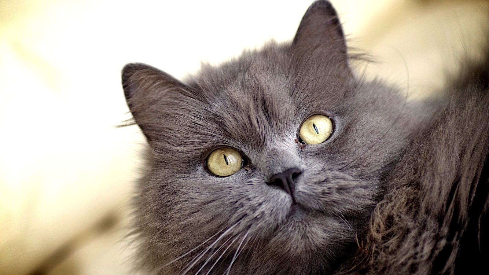 Зеленоглазый пушистый кот