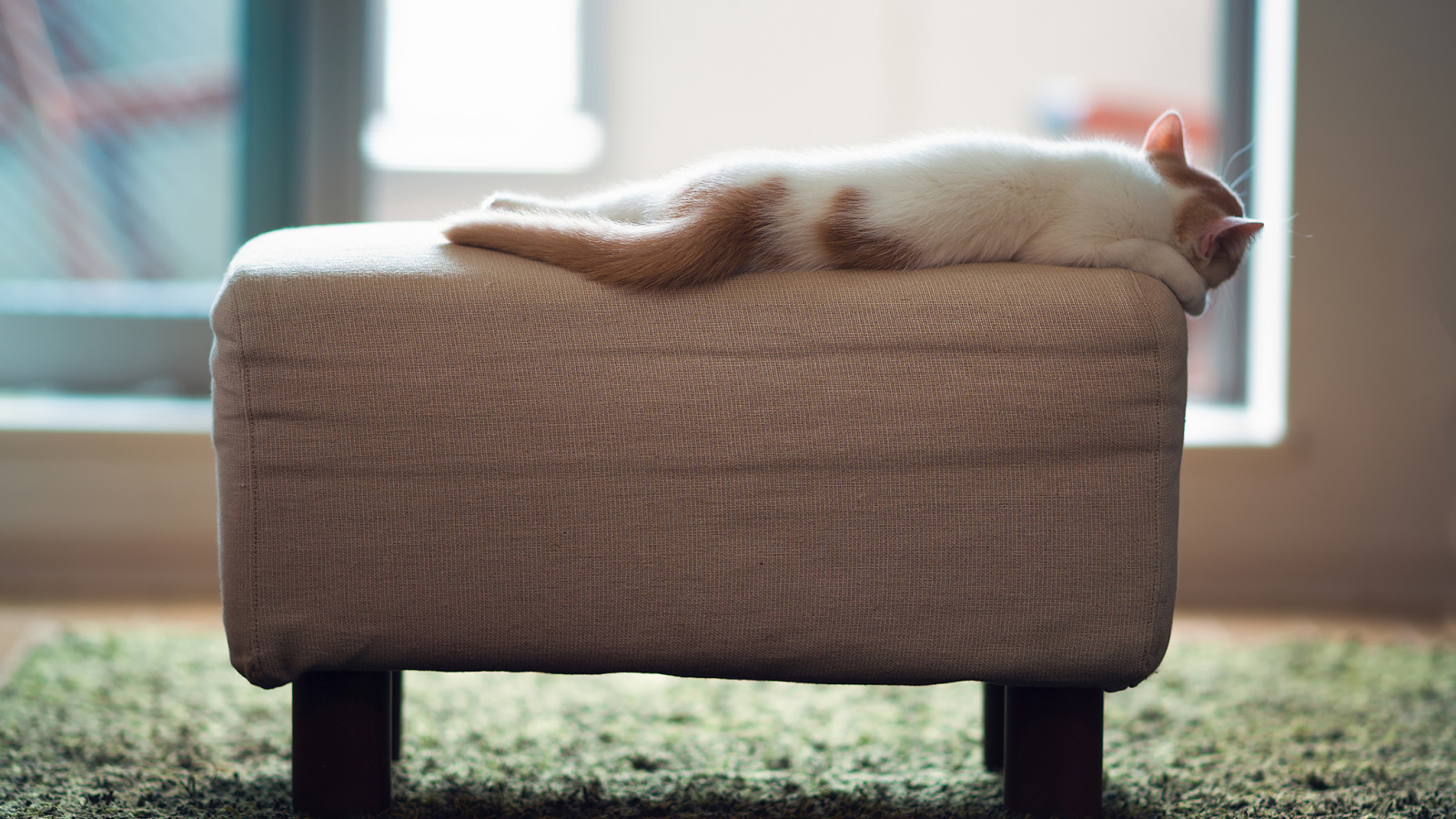 Котенок спит на пуфике