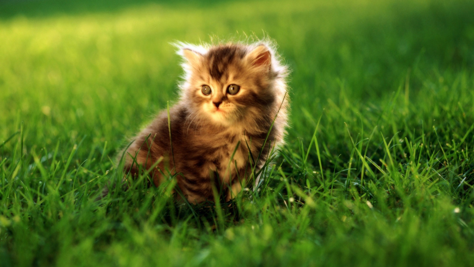 Маленький серый котенок в траве