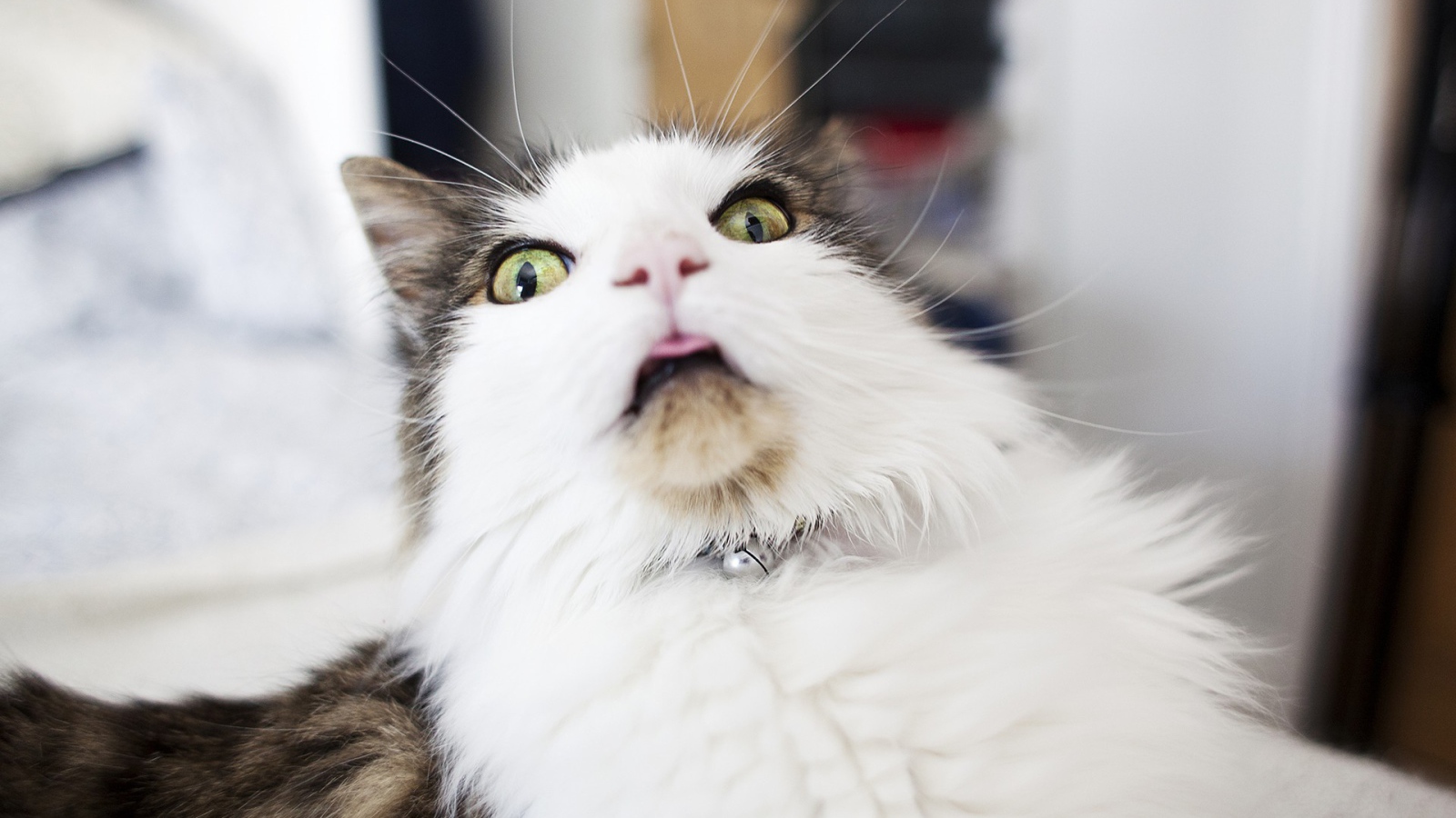 Удивленная морда кота