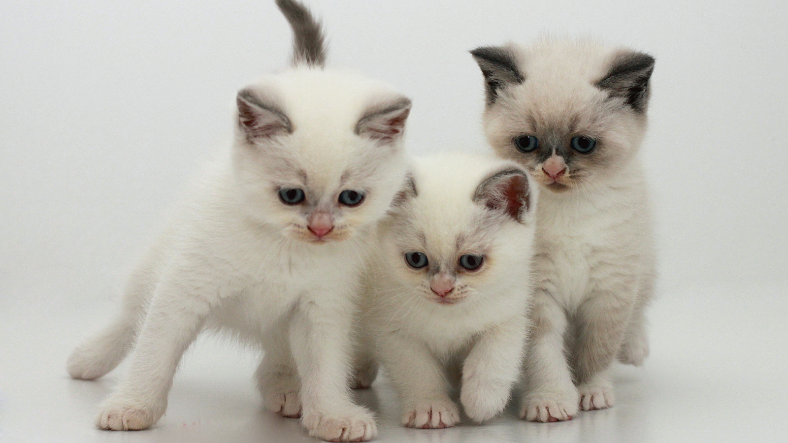 Три котенка бурмилла