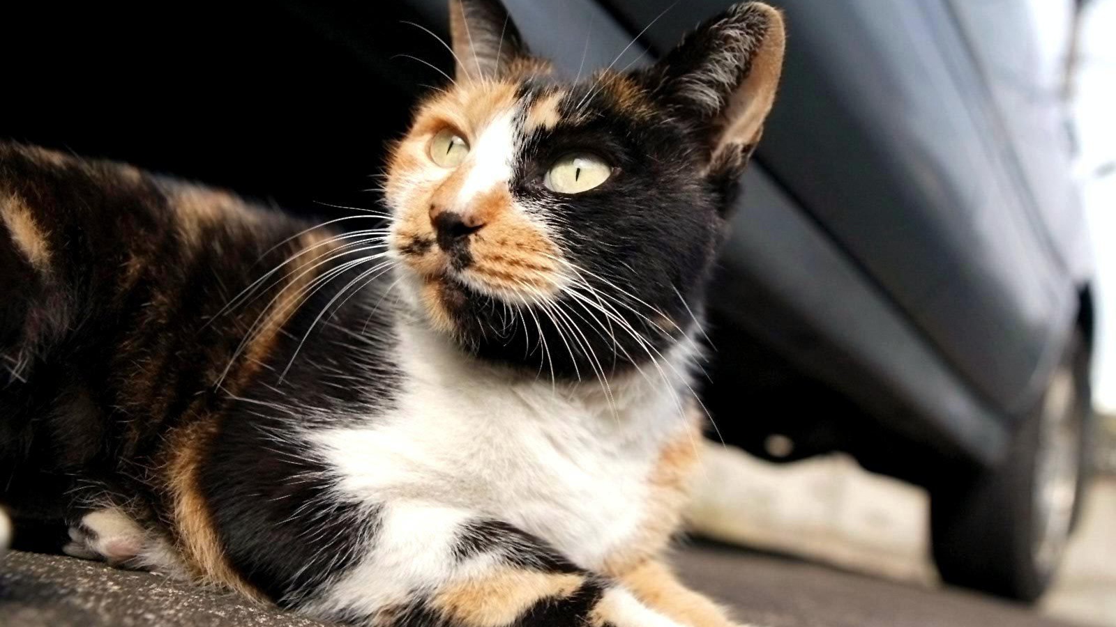 Трехцветная американская жесткошерстная кошка